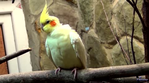 4K HDR Video – Beautiful Lovebird Budgies and Cockatiel Birds Playing and Feeding