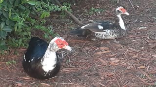 Ducks Resting At Home