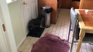Impatient pooch demands to go outside by hitting garbage can