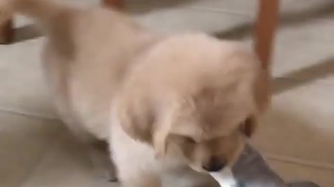 Puppy with toy 🐕