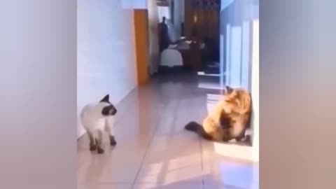 Funniest cat slides