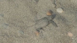 Sea Turtle Hatches Eggs