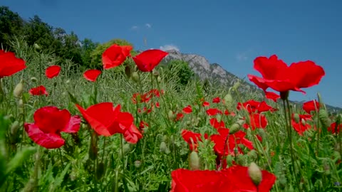 Red Poppies flowers field