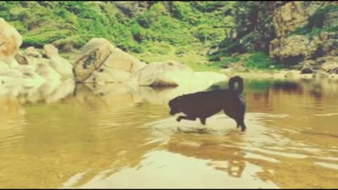 Dog Labrador pet playful water
