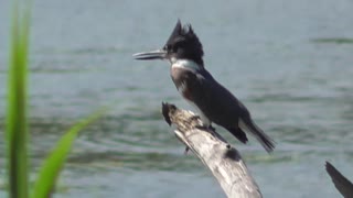 292 Toussaint Wildlife - Oak Harbor Ohio - Belted Kingfisher Again