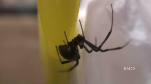 I Caught A Black Widow Spider In My House