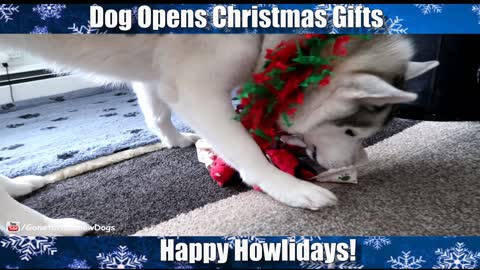 Husky successfully opens up Christmas gift