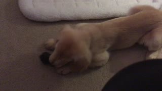 Puppy Ashlyn - Back When She Was Cute