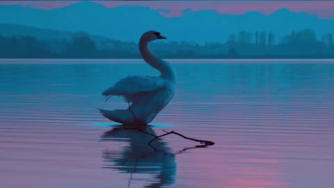 The swan dance