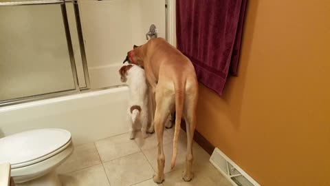 Great Danes and Parson Russell Terrier puppy drinking from the tub
