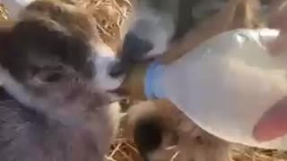 Kids ( baby goats) fighting for a bottle of milk