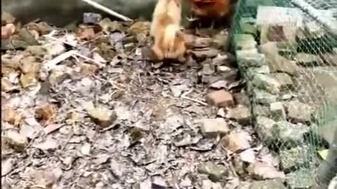 Chicken VS Dog Fight - Funny Dog Fight Videos