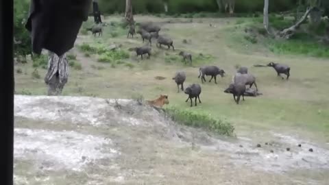 OMG...Angry Buffalo Herd Flick Lions Into Air To Rescue Impala - Lions vs Buffalo, Impala, Tiger