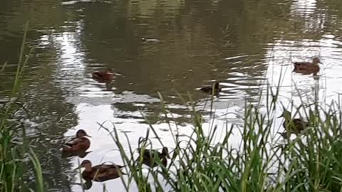 Ducks in riever