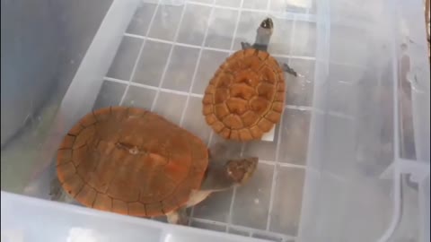CUTEST TURTLES! Beautiful Turtles In The World the best latest funny animal videos viral