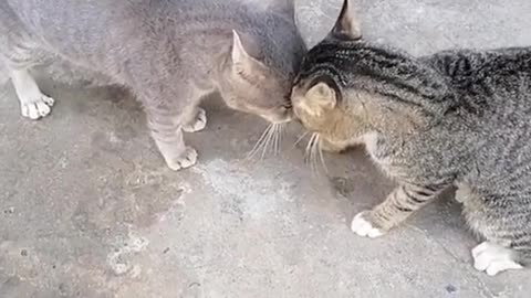 Cat fighting video