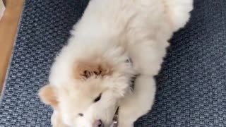 Funny Dogs Doing Funny Things
