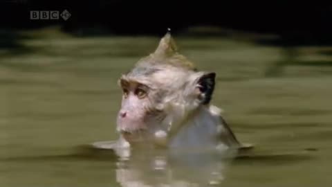 The crab-eating macaque (Javanese macaque) of asia