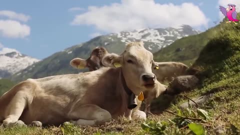 COW VIDEO ---- COWS MOOING AND GRAZING IN A FIELD ----