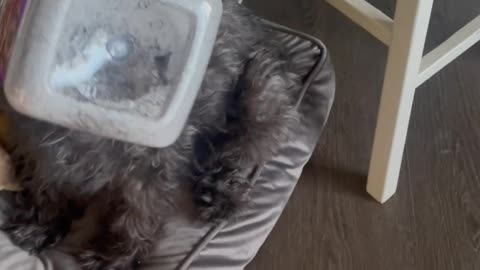 Dog Gets Stuck Diving For Treat Crumbs