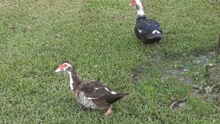 Ducks At Rest