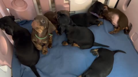 Dachshund puppies are available