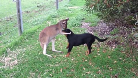 The dog and the kangaroo