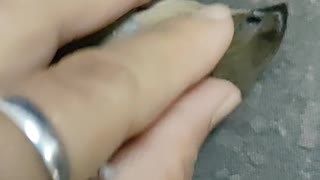 Bird saved with CPR