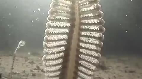 Sea pen Alien - like Cratures Of The Ocean Floor