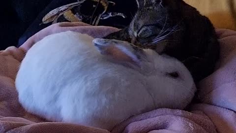 Cat Grooms Bunny After His Bunny Brother Passed Away