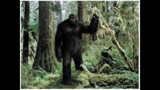 Bigfoot Sightings