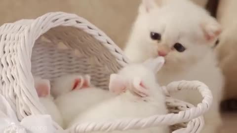 White kitten and white tiny bunnies 🐰 - It's so Сute! 🥰