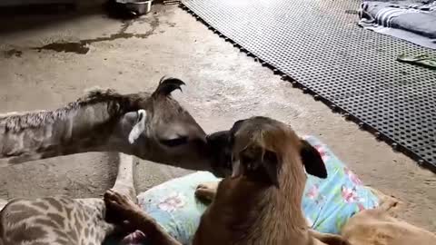 Dog preciously watches over abandoned baby giraffe