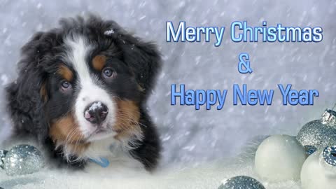 Dog Christmas Merry Christmas & Happy New Year