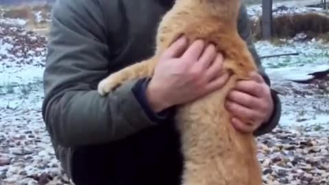 what if a cat love you, try not crying after this video