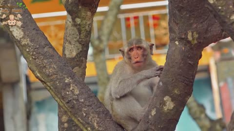 4K Quality Animal Footage - Monkeys Beautiful Scenes Episode 2 _ Viral Monkey 2023