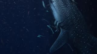 An Early Encounter With A Whale Shark