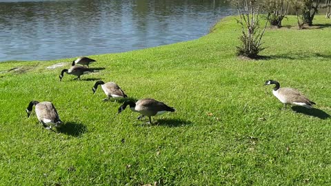 Ducks at the park.