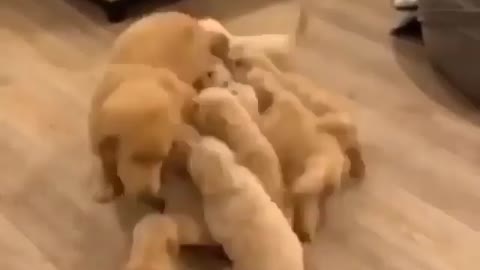 puppy mom and pet puppies