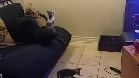 One laser pointer vs three kittens