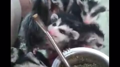 Sharing a Drink With Orphaned Opossum Babies