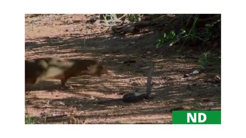 Deadly battle of Mongoose and Black Mamba