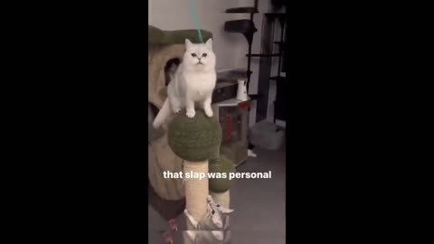 Funny Naughty Cats will make your days