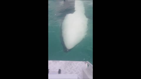 Fisherman captures close encounter with Killer Whales