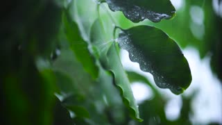 Very close shot of the leaves of a tree wet with rain