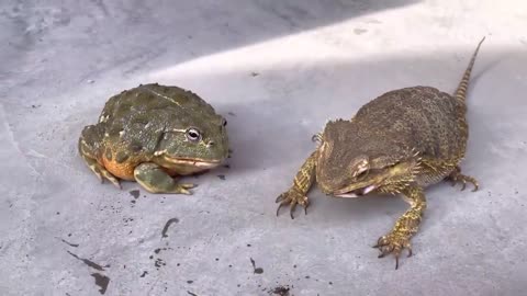 The Ultimate Feeding Frenzy: African Bullfrog and Bearded Lizard Chow Down!