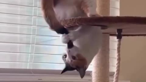Funny animal videos - Funny cats - dogs..