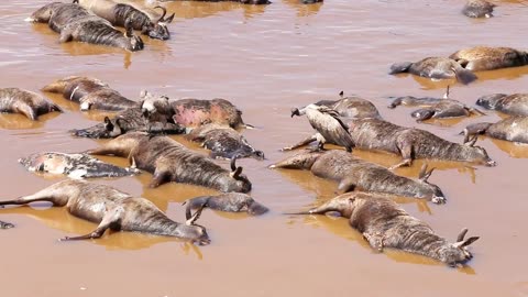 Vultures eating dead animals