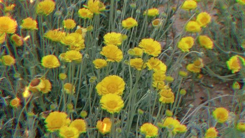 The Resilience and Beauty of Desert Marigold