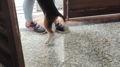 Cute beagle Reaction At Main door